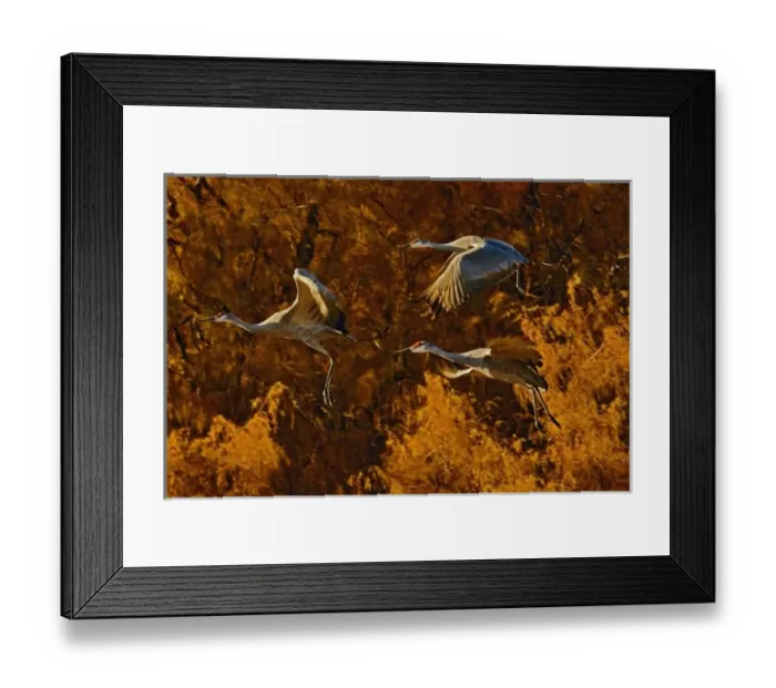 Framed Print : Sandhill Cranes in flight, Grus canadensis, Bosque Del Apache National Wildlife Refuge
