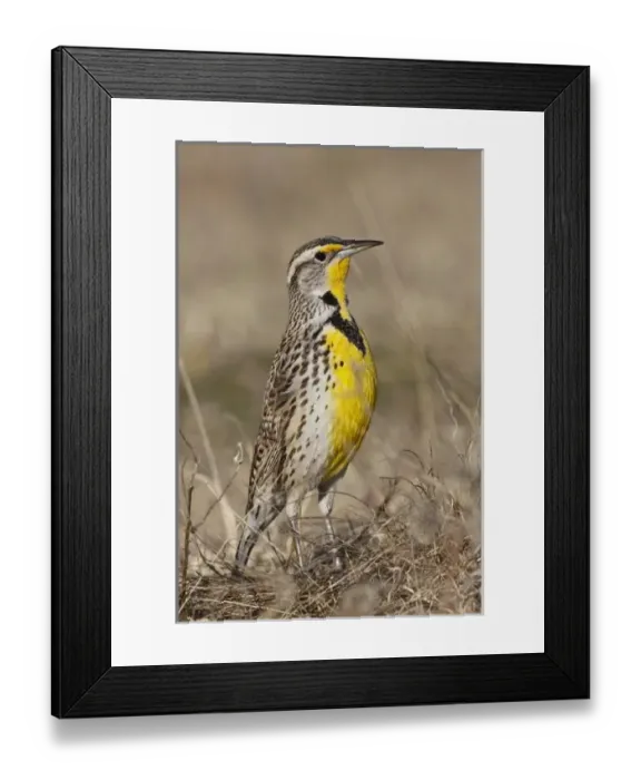 Framed Print : USA, North America, Oklahoma