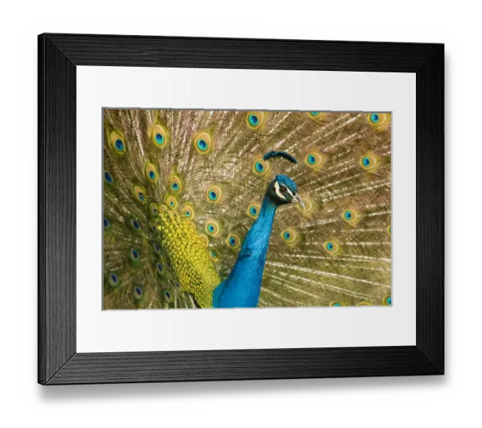 Framed Print : USA, North America, New Mexico