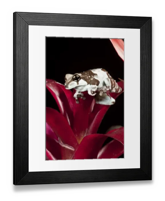 Framed Print : Central PA, USA, Amazon Milk Frog, Trachycephalus resinifictrix, Native to Northern South America