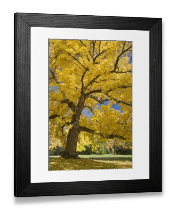 Framed Print : USA, North America, Oregon Framed Print : USA, North America, Oregon