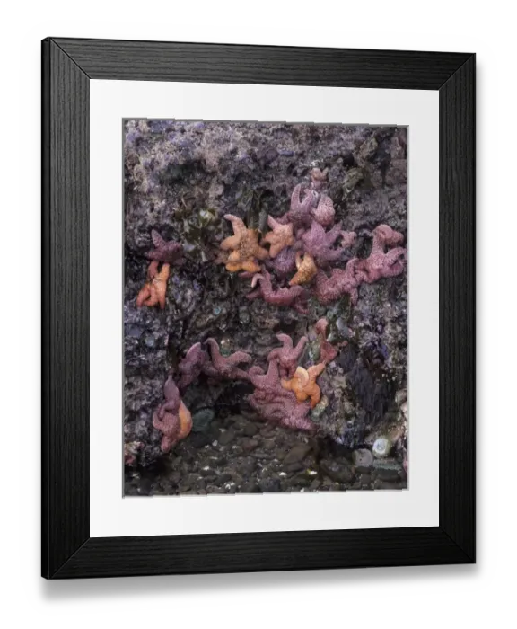 Framed Print : OR, Oregon Coast near Yachats, Strawberry Hill, ochre sea stars and sea anemones Framed Print : OR, Oregon Coast near Yachats, Strawberry Hill, ochre sea stars and sea anemones