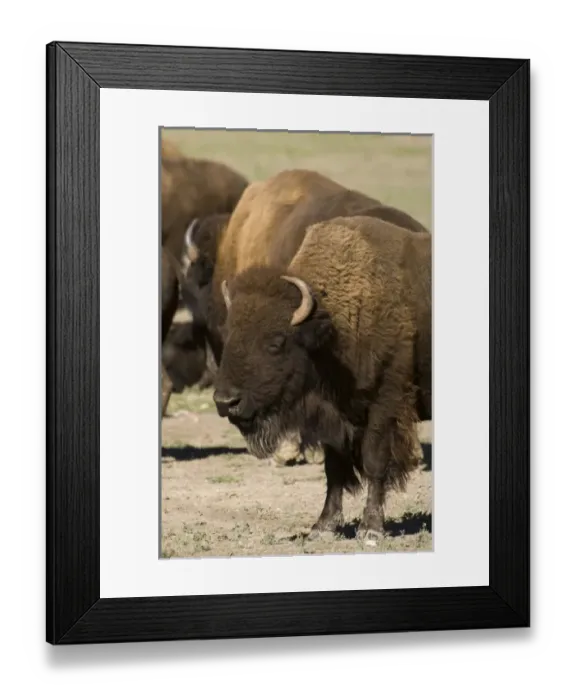 Framed Print : USA, North America, South Dakota Framed Print : USA, North America, South Dakota