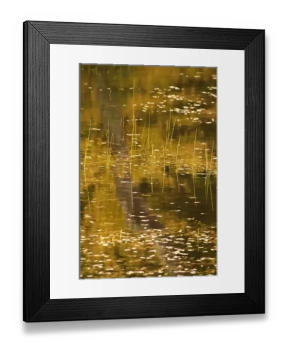 Framed Print : USA, New York, Adirondack Park. Fall reflections and reeds on a pond