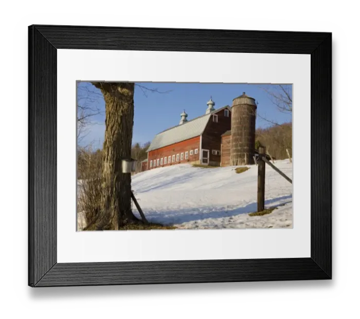 Framed Print : Sap buckets on maple trees on a farm in Pomfret, Vermont
