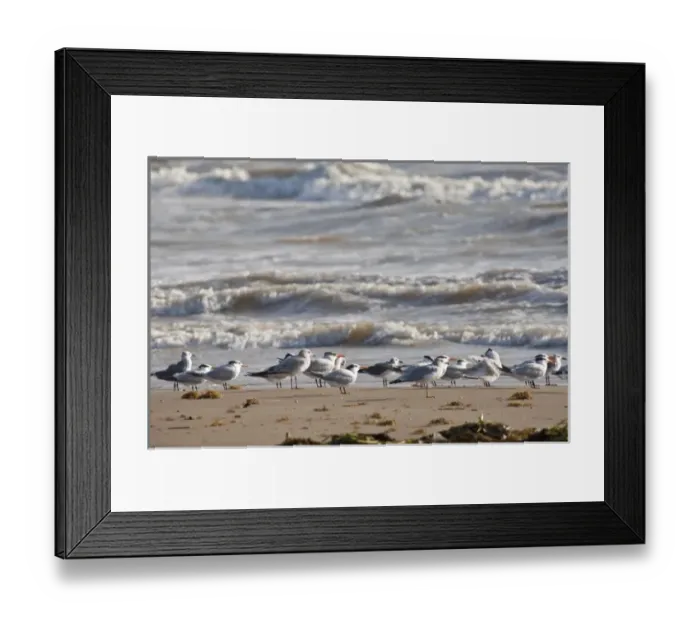 Framed Print : USA, North America, Texas