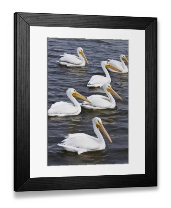 Framed Print : American White Pelican (Pelecanus erythrorhynchos) feeding flock on Aransas Bay, Texas Framed Print : American White Pelican (Pelecanus erythrorhynchos) feeding flock on Aransas Bay, Texas