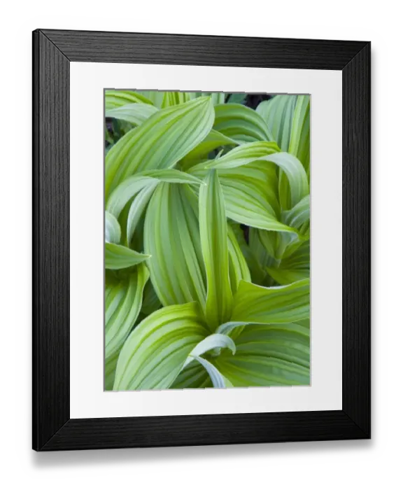 Framed Print : Corn Lilly aka False Hellebore in the Cascades of Washington Framed Print : Corn Lilly aka False Hellebore in the Cascades of Washington