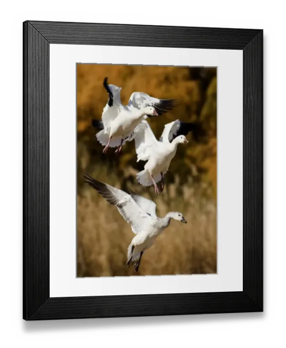 Framed Print : USA, New Mexico, Bosque del Apache National Wildlife Refuge, Snow Geese Framed Print : USA, New Mexico, Bosque del Apache National Wildlife Refuge, Snow Geese