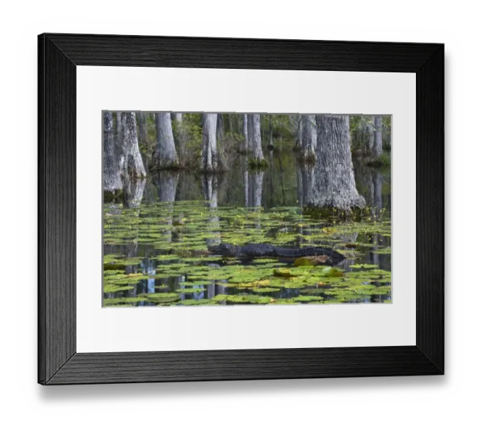Framed Print : USA, North America, South Carolina Framed Print : USA, North America, South Carolina