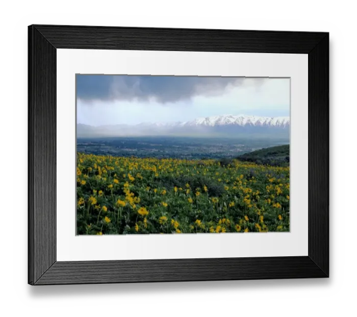 Framed Print : Utah. USA. View of Logan City & Cache Valley on stormy day. Large-leaf balsamroot