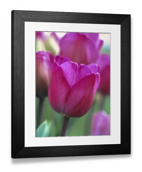 Framed Print : USA, Oregon, Willamette Valley. Commercial flower fields, growing tulips such as these Framed Print : USA, Oregon, Willamette Valley. Commercial flower fields, growing tulips such as these