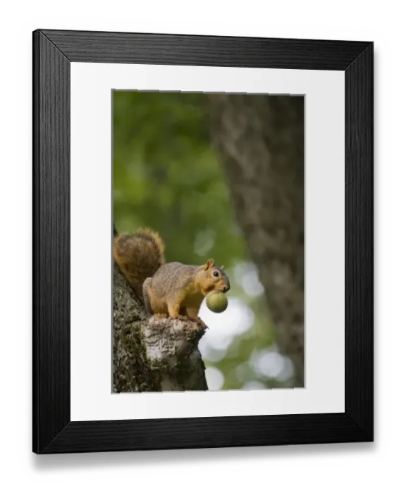 Framed Print : USA, North America, Ohio