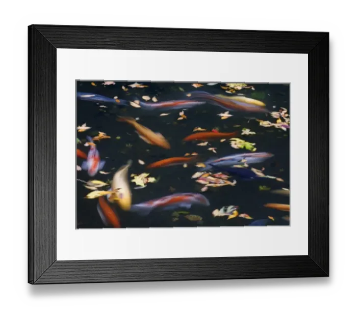 Framed Print : USA, Oregon, Portland. Koi fish in pond at Portland Japanese Garden Framed Print : USA, Oregon, Portland. Koi fish in pond at Portland Japanese Garden