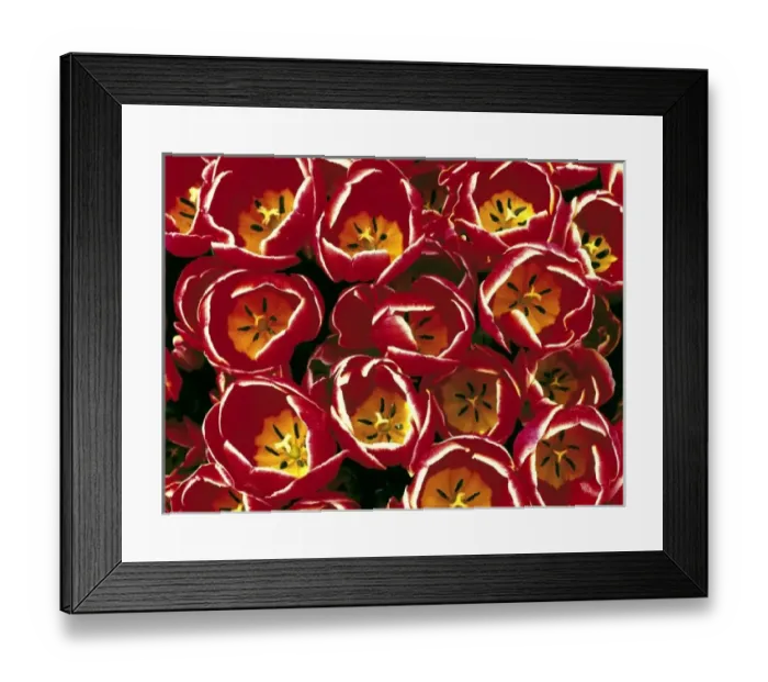Framed Print : USA, Oregon, Willamette Valley. Yellow, red and white-fringed tulips make a colorful