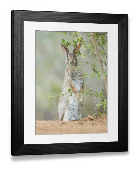 Framed Print : USA, North America, Texas