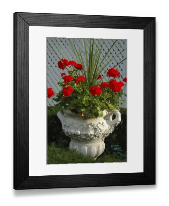Framed Print : U. S. A. New York, Saratoga Springs, geraniums in urn, historic district Framed Print : U. S. A. New York, Saratoga Springs, geraniums in urn, historic district