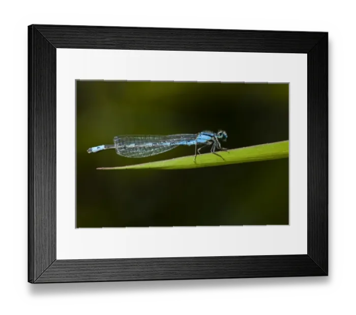 Framed Print : USA, Oregon, Eugene, Fern Ridge Wildlife Area, a Tule Bluet (Enallagama carunculatum)