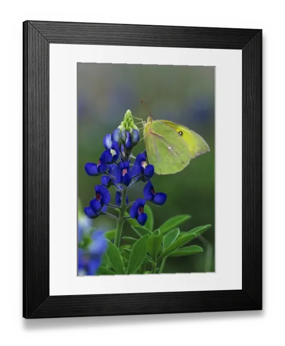 Framed Print : Orange Sulphur, Colias eurytheme, adult in on Texas Bluebonnet (Lupinus texensis) Framed Print : Orange Sulphur, Colias eurytheme, adult in on Texas Bluebonnet (Lupinus texensis)