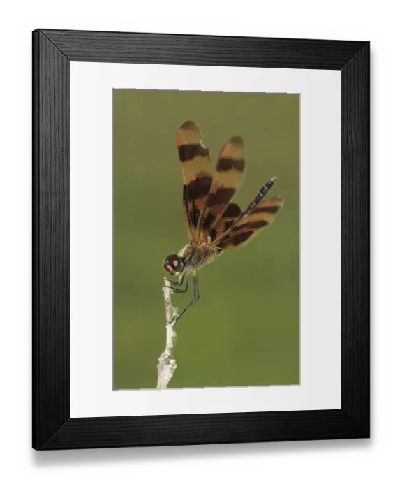 Framed Print : Halloween Pennant, Celithemis eponina, male, The Inn at Chachalaca Bend, Cameron County Framed Print : Halloween Pennant, Celithemis eponina, male, The Inn at Chachalaca Bend, Cameron County