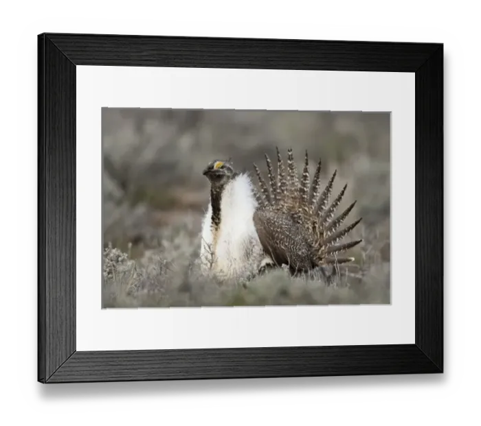 Framed Print : USA, North America, Oregon