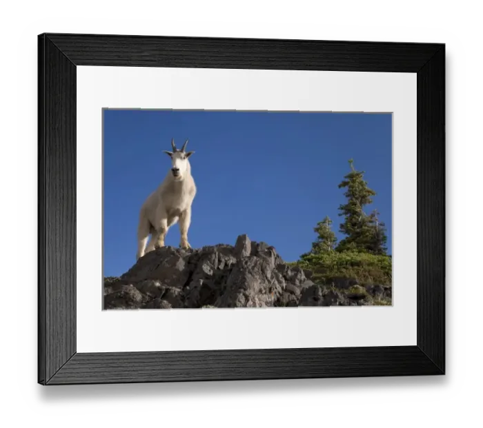 Framed Print : USA, Olympic National Park, Mountain Goat, Klahhane Ridge. Male mountain goat framed Framed Print : USA, Olympic National Park, Mountain Goat, Klahhane Ridge. Male mountain goat framed