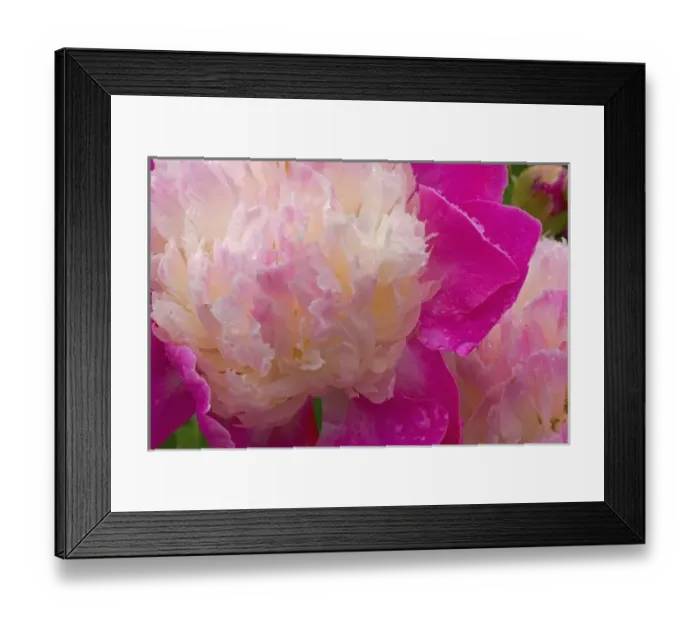 Framed Print : Peony in the rain of Western Washington near Port Townsend Framed Print : Peony in the rain of Western Washington near Port Townsend