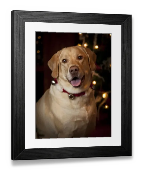 Framed Print : USA, Oregon, Keizer. Labrador Retriever in her Christmas gear (PR) Framed Print : USA, Oregon, Keizer. Labrador Retriever in her Christmas gear (PR)