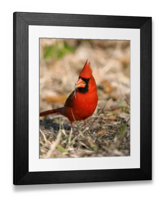 Framed Print : USA, North America, Texas Framed Print : USA, North America, Texas