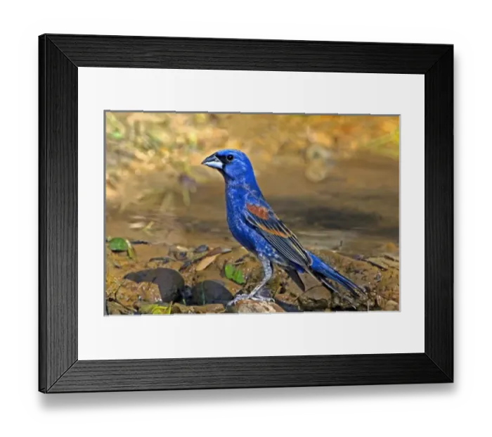 Framed Print : USA, North America, Texas