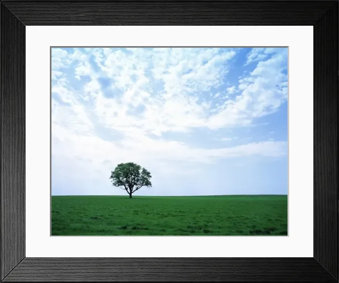 Framed Print : USA, Oregon, Willamette Valley. Beneath a striated sky, a lone tree sits in the green