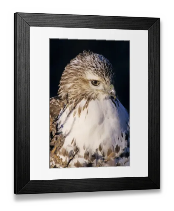 Framed Print : Red-tailed Hawk, Buteo jamaicensis, adult, Bosque del Apache National Wildlife Refuge Framed Print : Red-tailed Hawk, Buteo jamaicensis, adult, Bosque del Apache National Wildlife Refuge