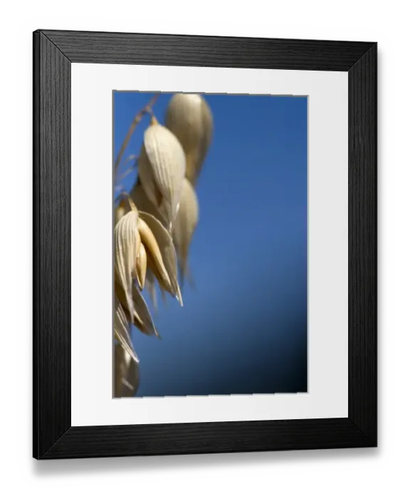 Framed Print : Crop of ripe oats in the Willamette Valley of Oregon, USA