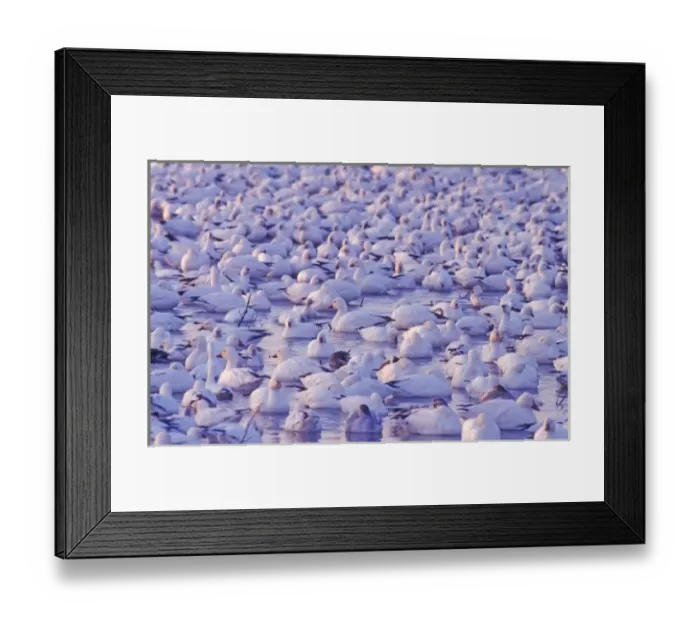 Framed Print : Snow Goose, Chen caerulescens, flock resting, Bosque del Apache National Wildlife Refuge Framed Print : Snow Goose, Chen caerulescens, flock resting, Bosque del Apache National Wildlife Refuge