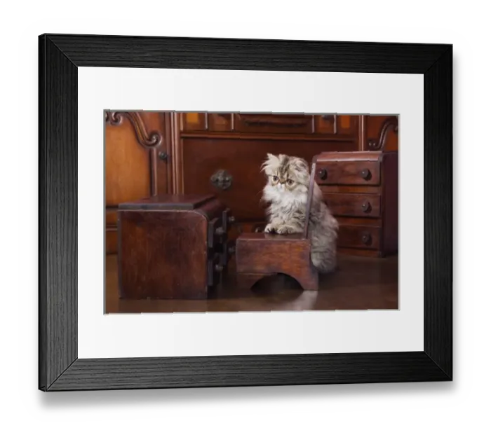 Framed Print : Persian Cat, Felis catus, Brown Tabby, Kitten with Doll furniture, Hill Country, Texas