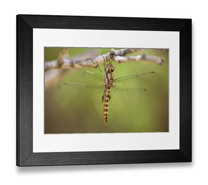 Framed Print : USA, North America, Texas