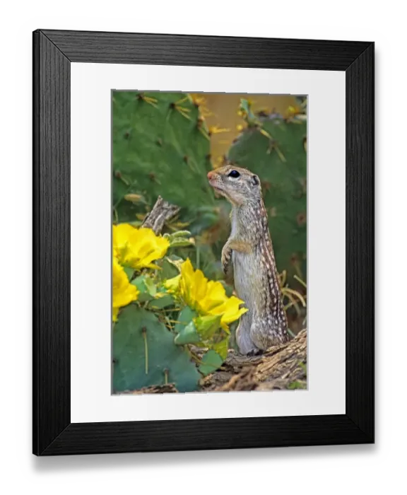Framed Print : USA, North America, Texas Framed Print : USA, North America, Texas