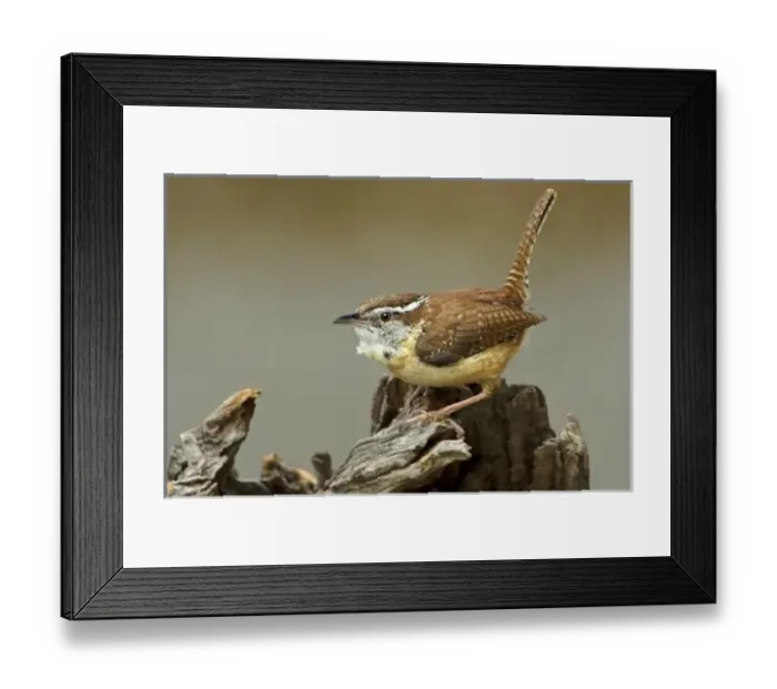Framed Print : USA, North America, Texas Framed Print : USA, North America, Texas