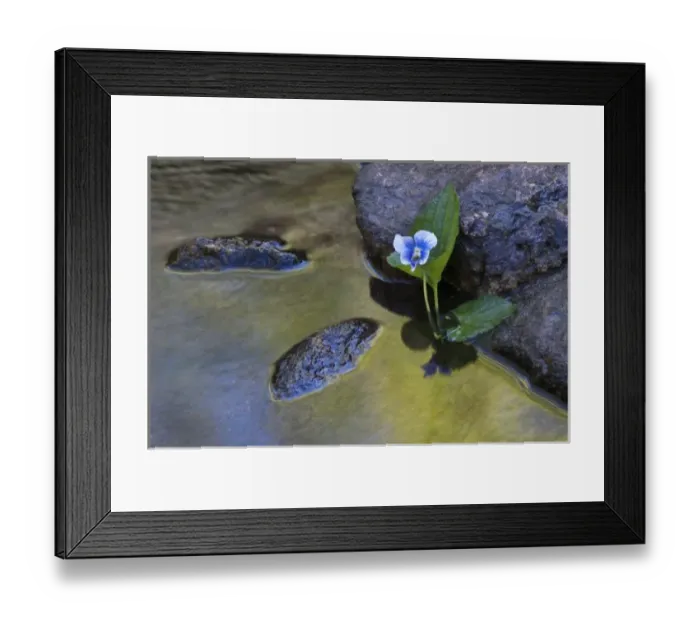 Framed Print : USA, North Carolina. Early spring flower grows from stream next to rocks Framed Print : USA, North Carolina. Early spring flower grows from stream next to rocks