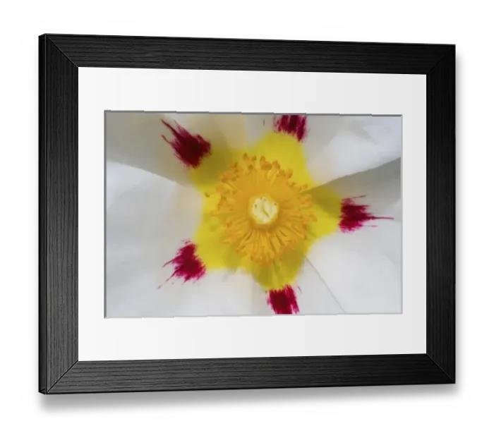 Framed Print : USA, North America, Washington