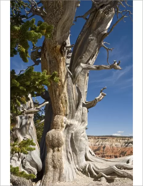 Great Basin Bristlecone Pine, Pinus longaeva, at Cedar Breaks National Monument, Utah