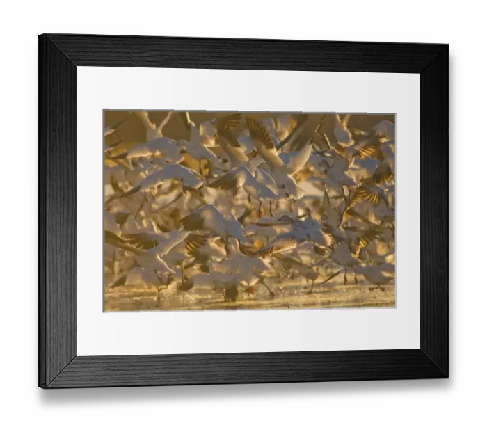 Framed Print : Thousands of migrating snow geese, Chen caerulescens, wintering in New Mexico, take Framed Print : Thousands of migrating snow geese, Chen caerulescens, wintering in New Mexico, take