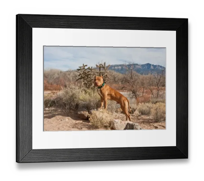 Framed Print : An American Pitt Bull Terrier dog standing on small rock in front of the Sandia Mountain Framed Print : An American Pitt Bull Terrier dog standing on small rock in front of the Sandia Mountain