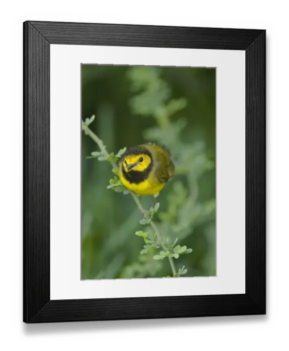 Framed Print : USA, Texas, South Padre Island. Male hooded warbler songbird perches on a small limb Framed Print : USA, Texas, South Padre Island. Male hooded warbler songbird perches on a small limb