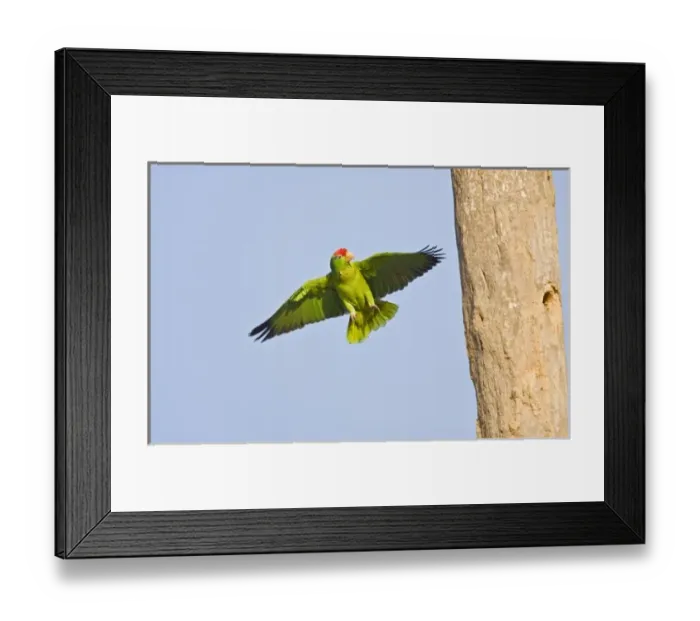 Framed Print : Red-crowned Parrot (Amazona viridigenalis) adult searching for a nesting cavity in palm tree Framed Print : Red-crowned Parrot (Amazona viridigenalis) adult searching for a nesting cavity in palm tree
