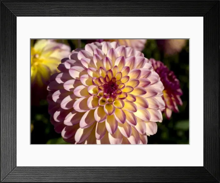 Framed Print : USA, Oregon, Willamette Valley. Delicate lavender and yellow dahlias grow in profusion Framed Print : USA, Oregon, Willamette Valley. Delicate lavender and yellow dahlias grow in profusion