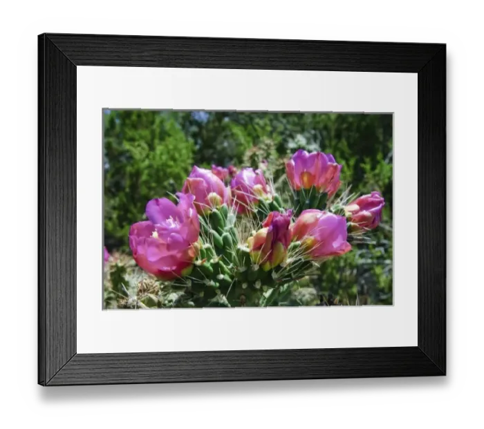Framed Print : New Mexico. Cactus blossoms New Mexico