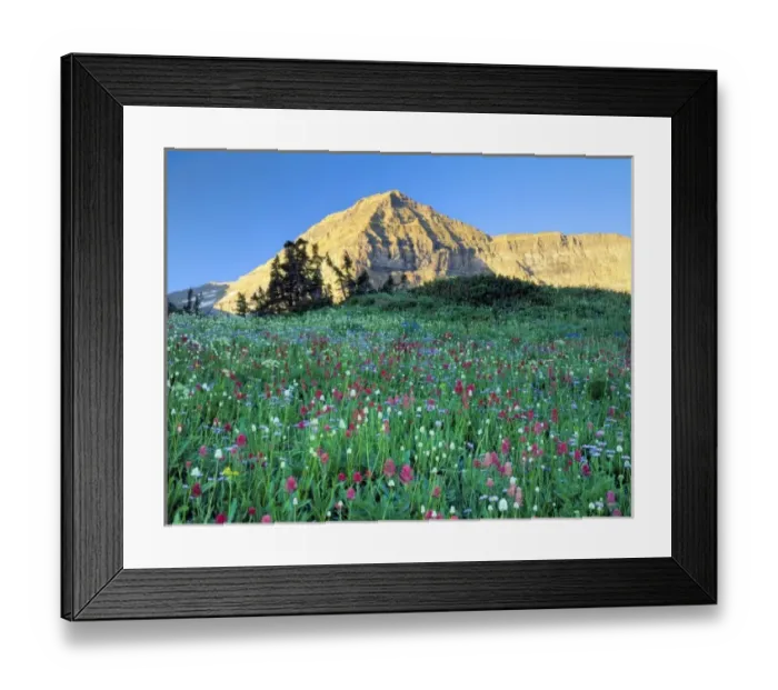 Framed Print : Mount Timpanogos Wilderness, Utah. USA. Wildflowers below Mount Timpanogos. Timpanogos Basin