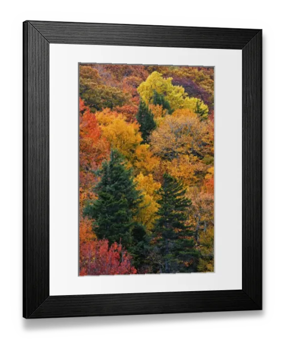Framed Print : Fall colors in the southern Appalachian Mountains near Grandfather Mountain, North Framed Print : Fall colors in the southern Appalachian Mountains near Grandfather Mountain, North