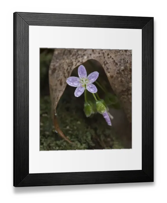 Framed Print : USA, Pennsylvania, Raccoon Creek State Park. Dew-covered spring beauty flower under curved leaf